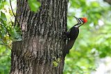 Pileated Woodpecker